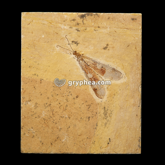 Insecte fossile Albien-Aptien, Brésil - gryphea.com